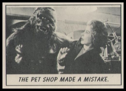 44 The Pet Shop Made A Mistake